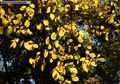 Природа - Осень в Самаре