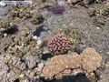 путешествия - Кораллы