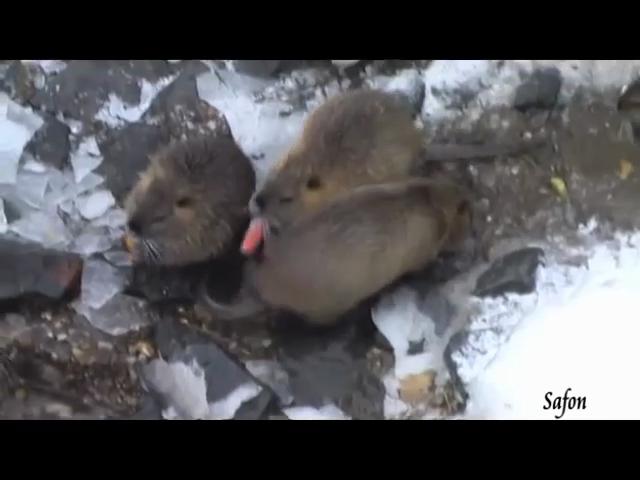 Случайный ролик из видео галереи