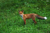 Fuchs