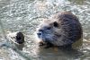Nutria