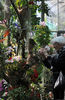 Orchideenschau-2011