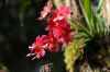 Orchideenschau-2015