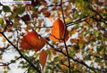 Природа - Осень в Самаре