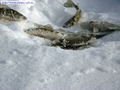 Природа - Зимняя рыбалка